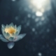 Lotus auf dunkelglänzenden Hintergrund Kopf und Bauch